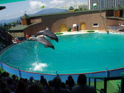 Utrish Dolphinarium, fotografie, prezentare generală a obiectivelor turistice din Krasnodar