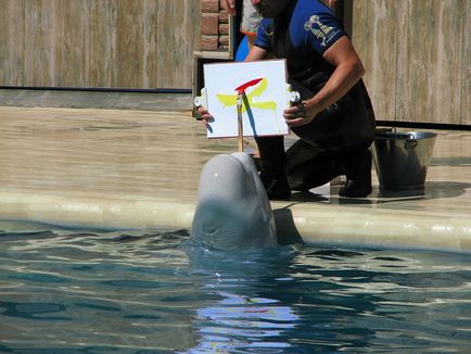 Utrish Dolphinarium descriere detaliata, adresa, poze, comentarii