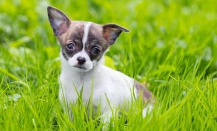 Ápolás és karbantartás Chihuahua - Purina one® kutyám