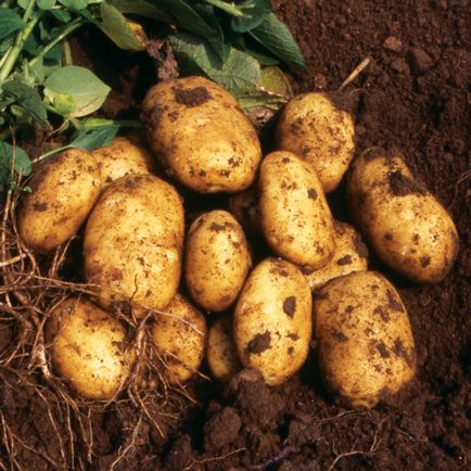 Îngrijirea cartofilor în timpul și după înflorire