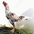 Üzbég harci csirke, omedvet