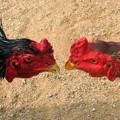 Üzbég harci csirke, omedvet