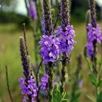 Verbena crescând din semințe când este plantată