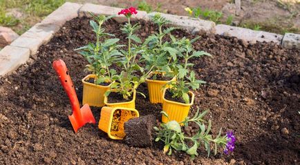 Verbena crescând din semințe când este plantată