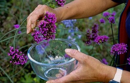 Verbena crescând din semințe când este plantată