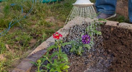 Verbena crescând din semințe când este plantată