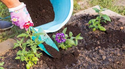 Verbena crescând din semințe când este plantată