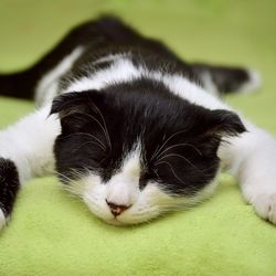 Descărcarea de la nivelul tractului genital la pisici (homeopatia) - totul despre pisici și pisici cu dragoste