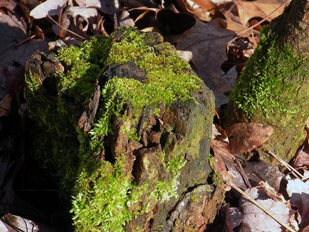 specii de licheni privind caracteristicile, unde există licheni, utilizarea și aplicarea lichenului