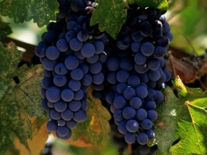 Виноград умови і особливості вирощування