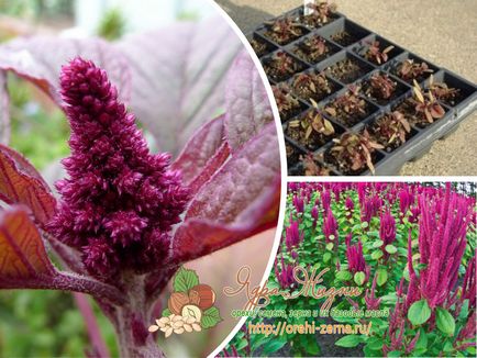 Cultivarea plantării și îngrijirii amarantului din semințe și răsaduri