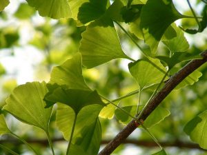 Cultivarea copacului ginkgo biloba în zona suburbană a acestei caracteristici