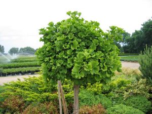 Cultivarea copacului ginkgo biloba în zona suburbană a traseului