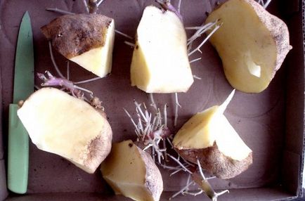 Вирощування картоплі в жаркому кліматі, будиночок в селі