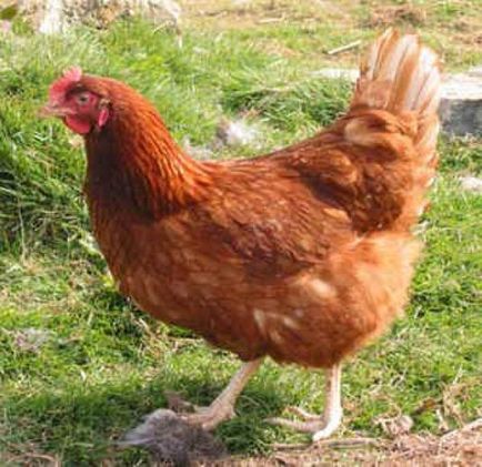 Cultivarea găinilor ouătoare în căminul de instrucțiuni și video