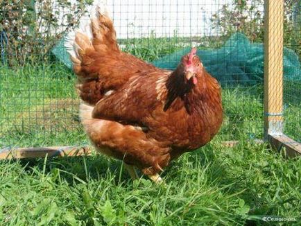 Cultivarea găinilor ouătoare în căminul de instrucțiuni și video