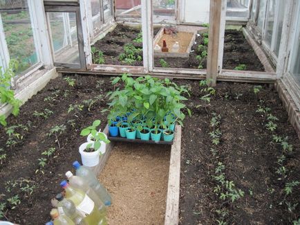 Висаджуємо розсаду томатів в квітні, початку або наприкінці травня в теплицю