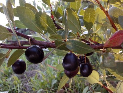Cherry besseya - anélkül, hogy a szóváltás a cseresznye (meggy) Besseya cseresznye - meggy nélkül a szóváltás