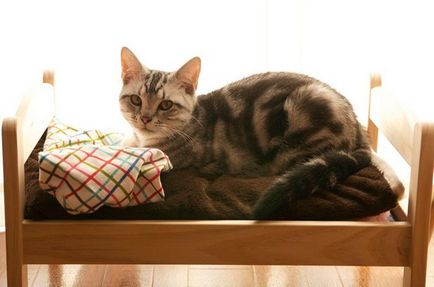 Macskák gazdái egész Japánban, baba ágy ikea fordulni az ágyban macskáknak