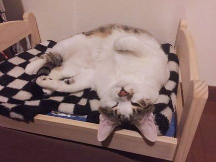 Macskák gazdái egész Japánban, baba ágy ikea fordulni az ágyban macskáknak