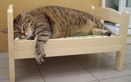 Proprietarii de pisici din toată Japonia, transformă puii de păpușă ikea în pisici