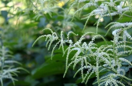 Volzhanka plantare pitic și de îngrijire, fotografie