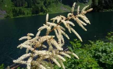 Волжанка карликова посадка і відхід, фото