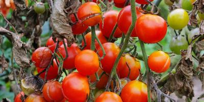 Este posibil să câștigi peste phytophthora de tomate?