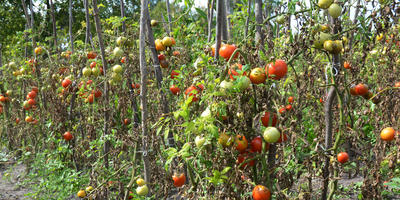 Este posibil să câștigi peste phytophthora de tomate?