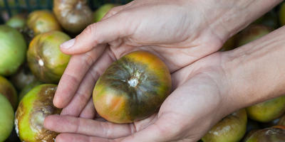 Este posibil să câștigi peste phytophthora de tomate?