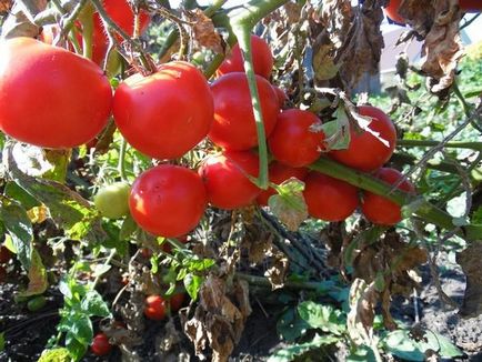 Este posibil să câștigi peste phytophthora de tomate?