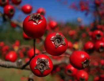 Kártevők Crataegus (galagonya, mint egy többszörösen) kártevők galagonya