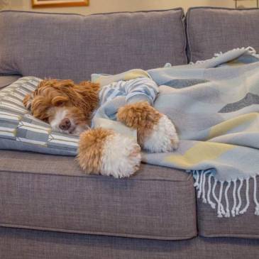 Minden, ami a fajta Labradoodle tartása teddy életmentő ház