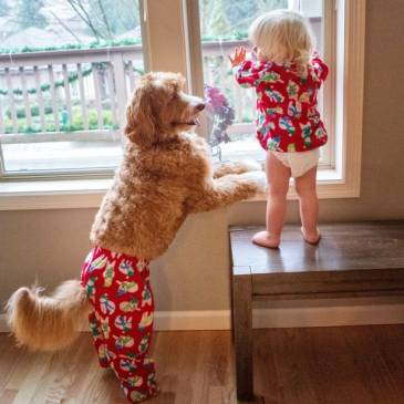 Minden, ami a fajta Labradoodle tartása teddy életmentő ház