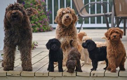 Minden, ami a fajta Labradoodle tartása teddy életmentő ház