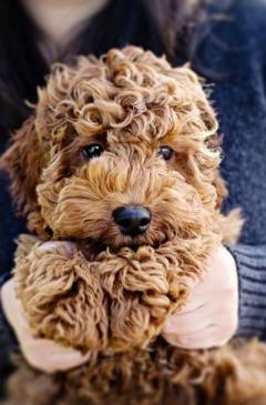 Всичко за породата Labradoodle Поддържане плюшено спасител къща