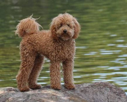 Minden, ami a fajta Labradoodle tartása teddy életmentő ház