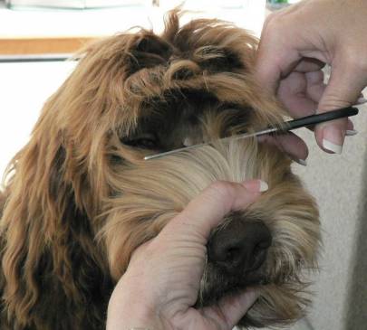 Minden, ami a fajta Labradoodle tartása teddy életmentő ház