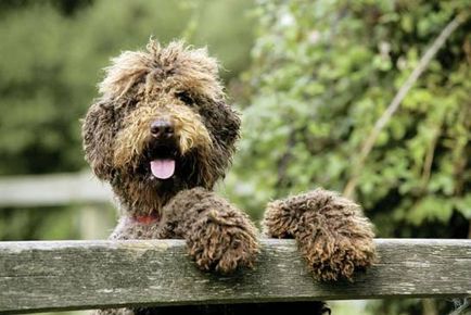 Minden, ami a fajta Labradoodle tartása teddy életmentő ház