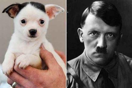 У мережі набирає популярність щеня схожий на Адольфа Гітлера - тваринний світ