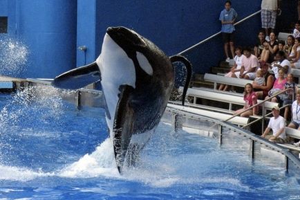 În Statele Unite, balena ucigașului a ucis instructorul