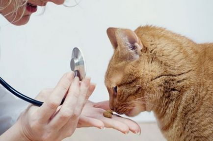 În regiunea Tver, medicii veterinari s-au confruntat cu o patologie rară și amputat coada pisicii