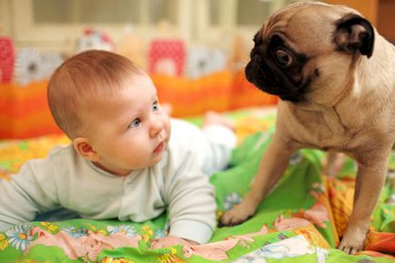 Доросла собака і маленька дитина - зооінформ-сіті