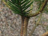 Web Garden - Articole - Inocularea coniferelor