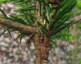 Web Garden - Articole - Inocularea coniferelor