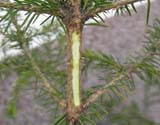 Web Garden - Articole - Inocularea coniferelor