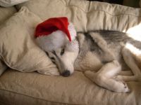 Хаскі, сибірський хаскі фото, чукотський їздовий собака хаскі - єдиний і прямий предок породи