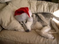 Husky, fotografie husky din Siberia, câine de câine Chukchi - singurul strămoș direct al rasei