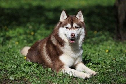 Husky, fotografie husky din Siberia, câine de câine Chukchi - singurul strămoș direct al rasei