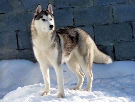 Husky, fotografie husky din Siberia, câine de câine Chukchi - singurul strămoș direct al rasei